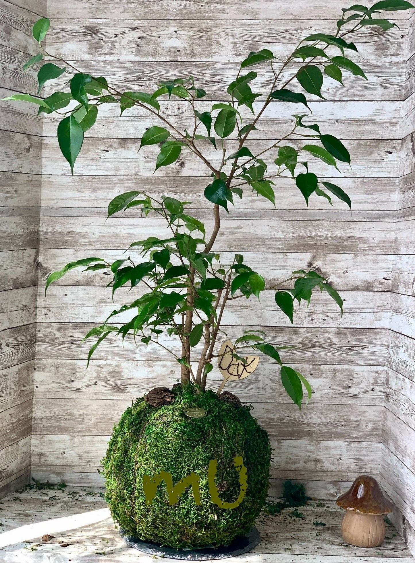 large-extra large FICUS BENJAMINA KOKEDAMA bonsai 8-11 x 20-37" -weeping fig-sacred banyan tree-ancient zen garden art-