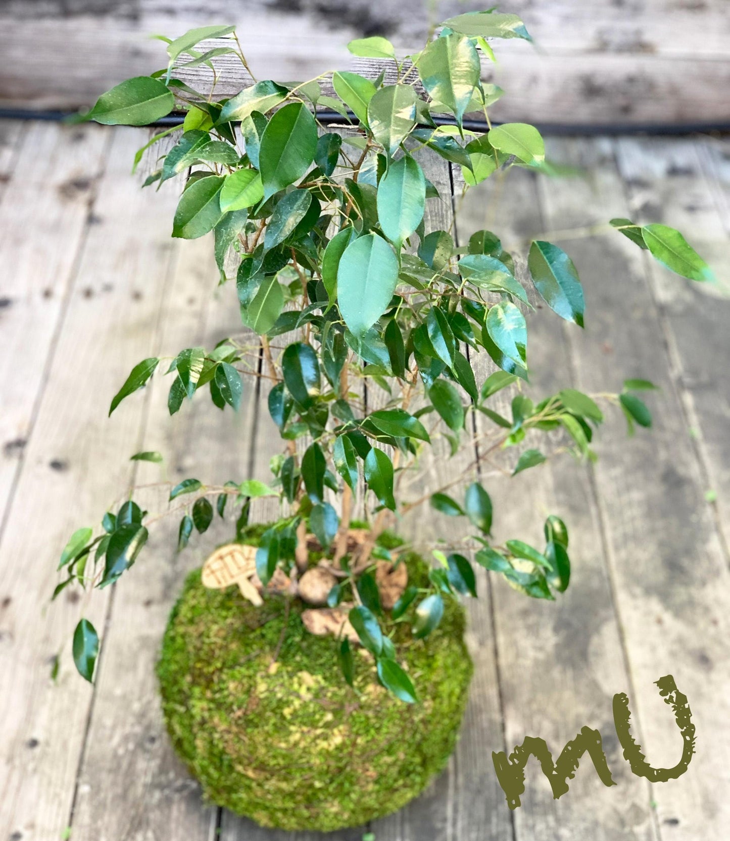 large-extra large FICUS BENJAMINA KOKEDAMA bonsai 8-11 x 20-37" -weeping fig-sacred banyan tree-ancient zen garden art-