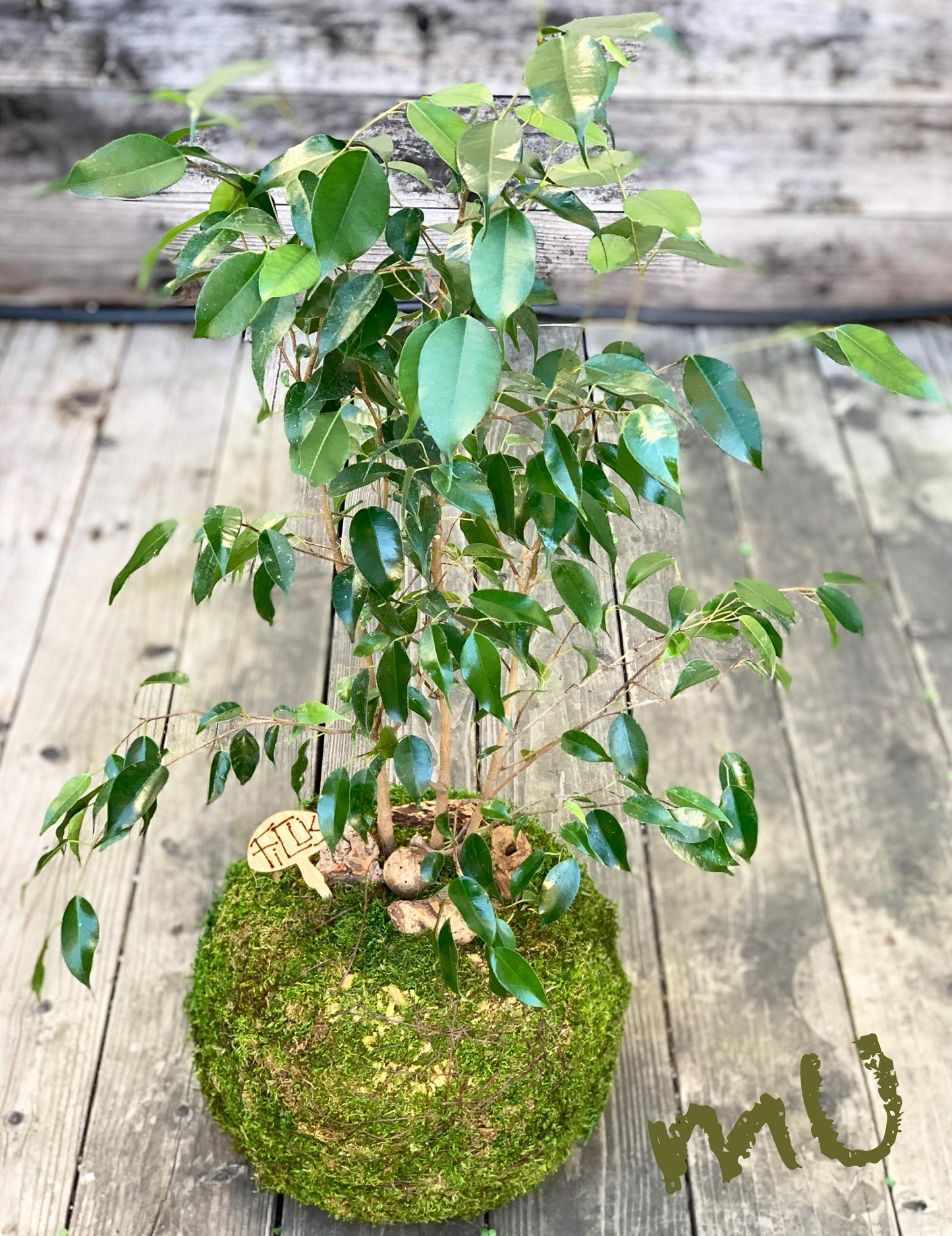 large-extra large FICUS BENJAMINA KOKEDAMA bonsai 8-11 x 20-37" -weeping fig-sacred banyan tree-ancient zen garden art-